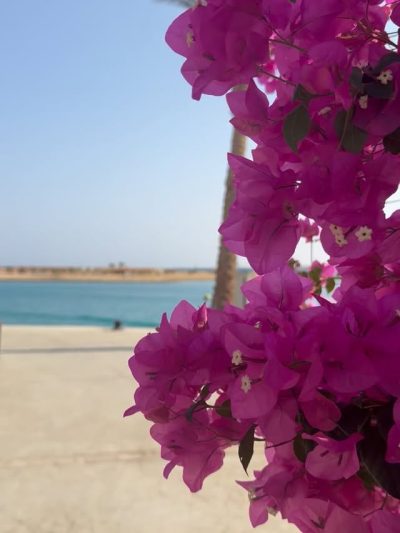 Porto Ghalib Marsa Alam в ноябре — фото погоды (2025-11-03)