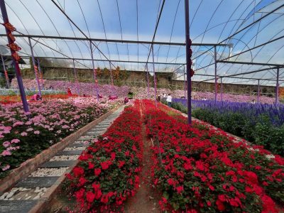 Lavender Garden, Cameron Highlands в феврале — фото погоды (2026-02-28)