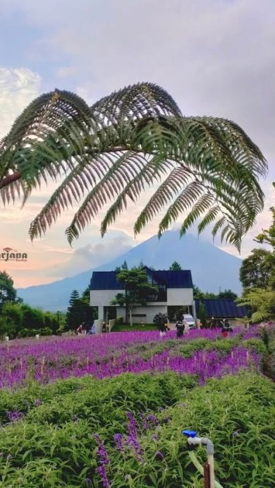 Lavender Garden, Cameron Highlands в марте — фото погоды (2026-03-30)