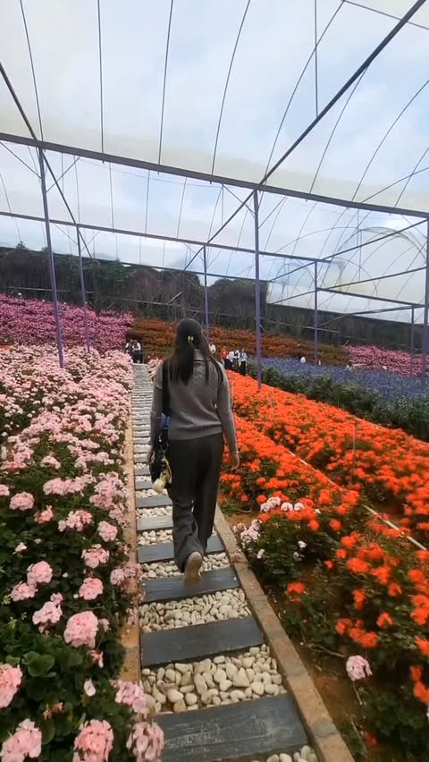 Погода в Lavender Garden, Cameron Highlands