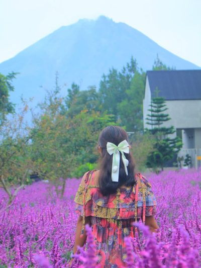Lavender Garden, Cameron Highlands в июле — фото погоды (2026-07-06)
