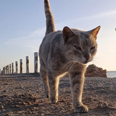 Aghir Plage/Côte/Port в январе — фото погоды (2026-01-27)