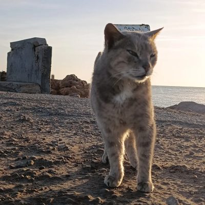 Aghir Plage/Côte/Port в январе — фото погоды (2026-01-27)
