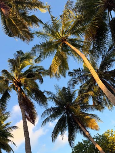 The Maldives в ноябре — фото погоды (2025-11-22)