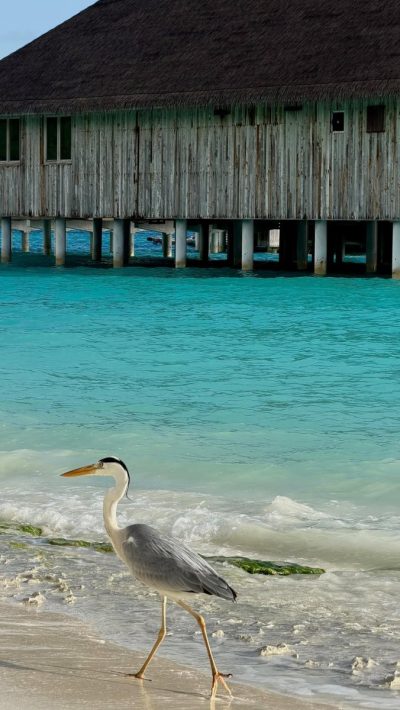Finolhu, the Maldives в июле — фото погоды (2026-07-10)
