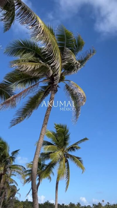 Akumal, Tulum, Mexico в июне — фото погоды (2026-06-16)
