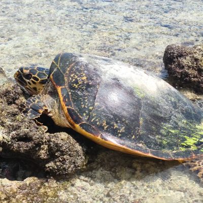 La Digue Anse Fourmis в декабре — фото погоды (2022-12-10)