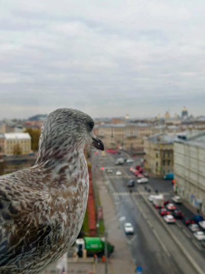 Петропавловская крепость в октябре — фото погоды (2025-10-30)