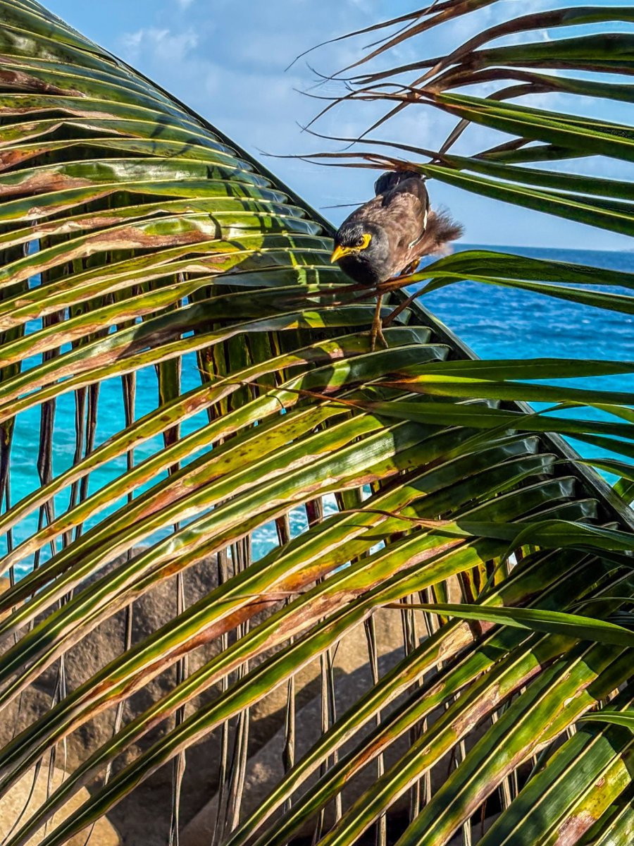 Погода в Anse Patates, La Digue, Seychelles