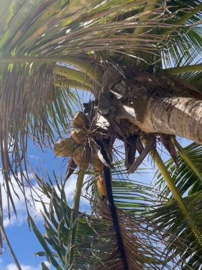 Anse Patates, La Digue, Seychelles в июле — фото погоды (2026-07-02)