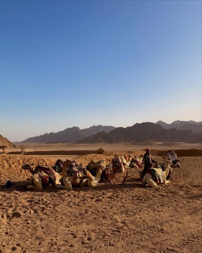 Sinai Desert, Egypt в мае — фото погоды (2026-05-16)