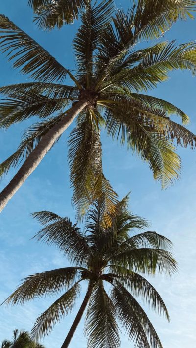 Taboo Tulum в январе — фото погоды (2026-01-16)