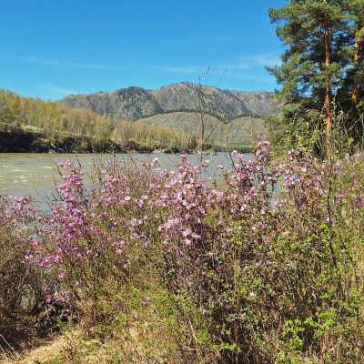Chemal, Altai Republic, Russia в мае — фото погоды (2026-05-09)