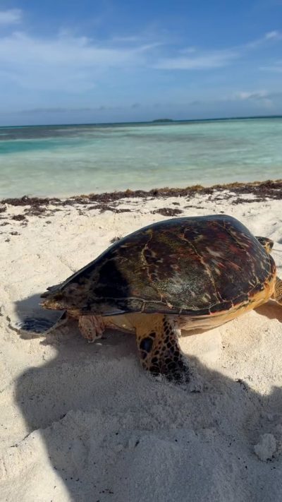 Saki Saki - Los Roques, Venezuela в июне — фото погоды (2025-06-16)