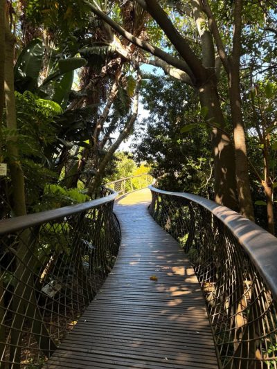 Canopy Walk Boomslang Kirstenbosch Gardens в апреле — фото погоды (2026-04-04)