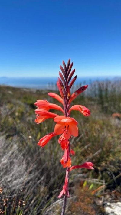 Top of Table Mountain в январе — фото погоды (2026-01-26)