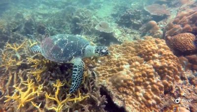 Pulau Tioman в июне — фото погоды (2025-06-11)