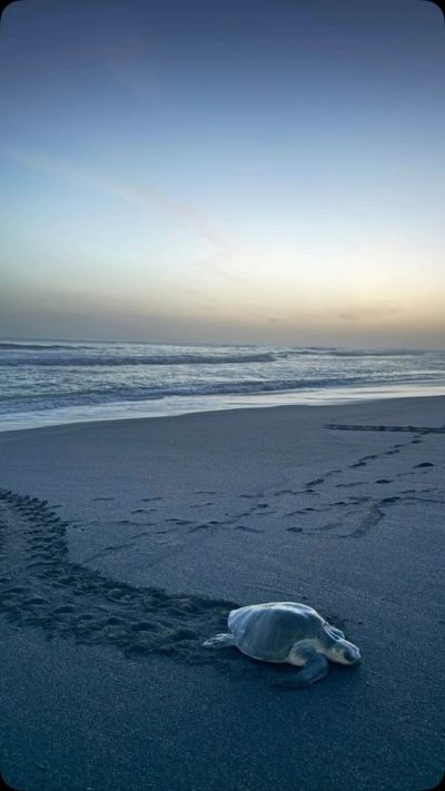 Playa Guiones, Nosara в июне — фото погоды (2026-06-29)