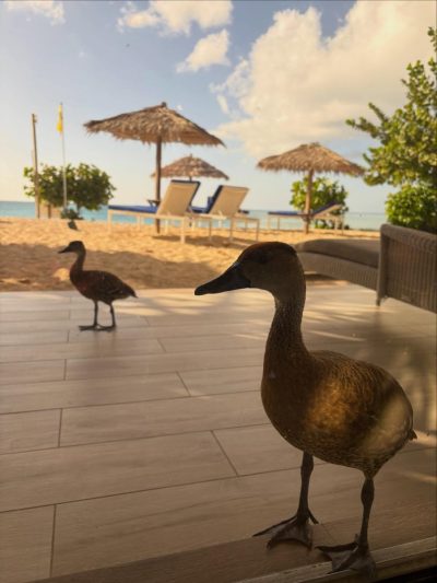 Galley Bay Resort and Spa в апреле — фото погоды (2026-04-15)