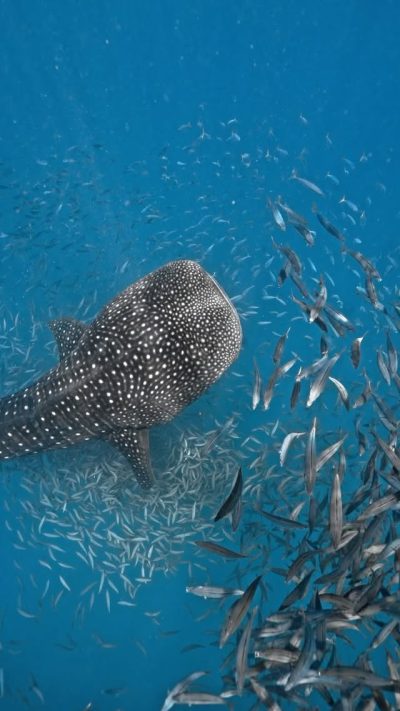 UNESCO Biosphere Reserve - Baa Atoll в июле — фото погоды (2026-07-15)