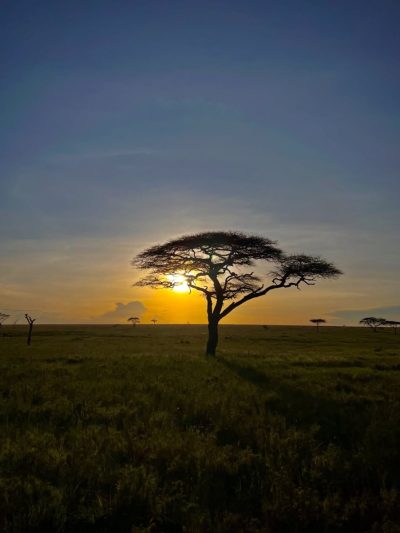 Lemala Nanyukie, Serengeti в январе — фото погоды (2026-01-14)