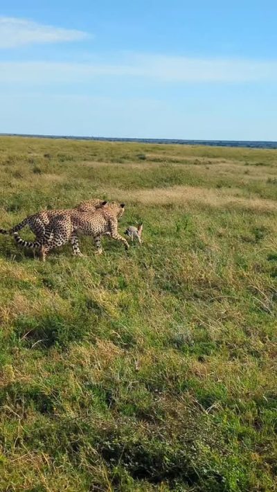 Lemala Nanyukie, Serengeti в июне — фото погоды (2026-06-07)