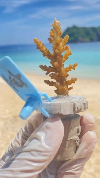 Marine Park Pulau Redang Kuala Trengganu в июне — фото погоды (2023-06-14)