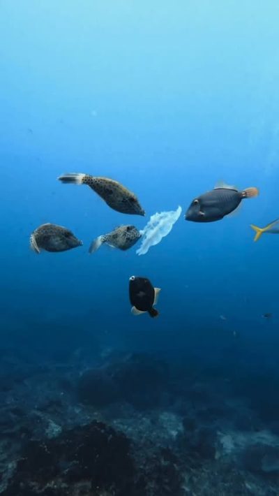 Sorte Met Stella Scuba dive centre, Tioman Island, Malaysia. в июне — фото погоды (2026-06-09)