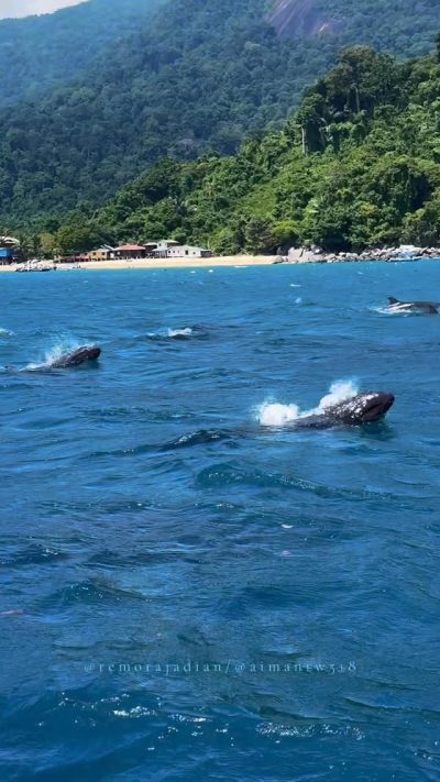 Sorte Met Stella Scuba dive centre, Tioman Island, Malaysia. в июле — фото погоды (2026-07-12)