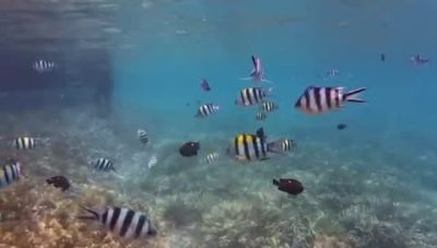 Safari blue Zanzibar в ноябре — фото погоды (2025-11-13)