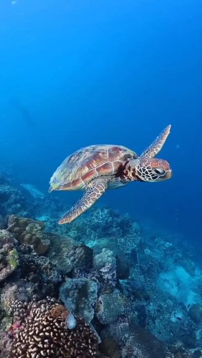 Moalboal,Cebu в сентябре — фото погоды (2025-09-03)