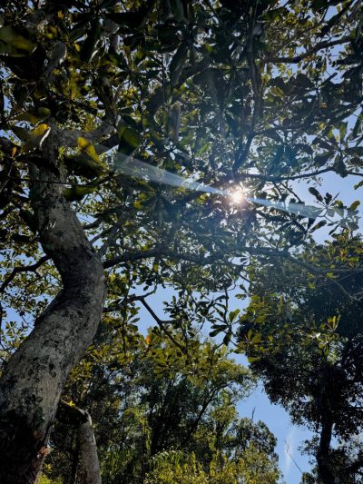 The Habitat Penang Hill в июне — фото погоды (2026-06-27)