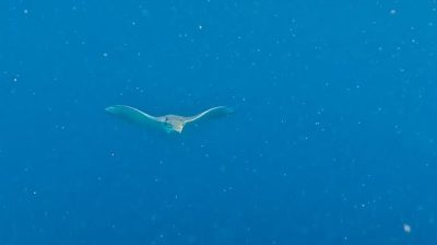 Kandolhu Maldives в феврале — фото погоды (2026-02-25)