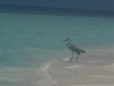 Kandolhu Maldives в феврале — фото погоды (2026-02-26)
