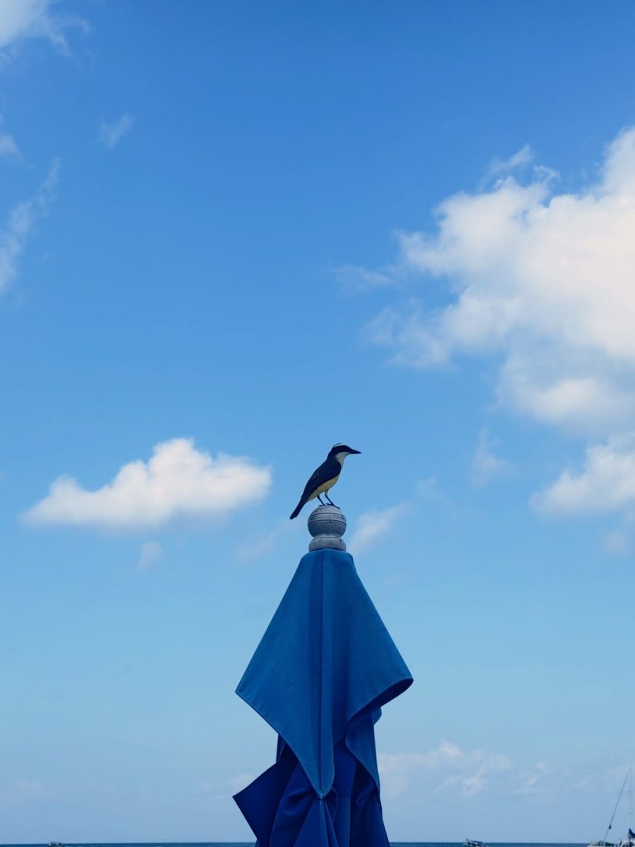Погода в Isla de Cozumel