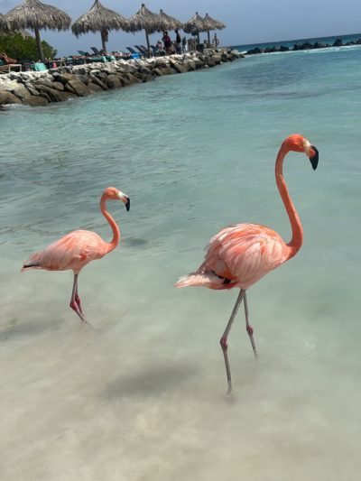 Aruba, Dutch Caribbean в мае — фото погоды (2026-05-22)