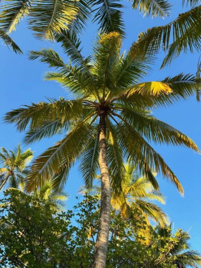 Ellaidhoo Maldives by Cinnamon в марте — фото погоды (2026-03-12)
