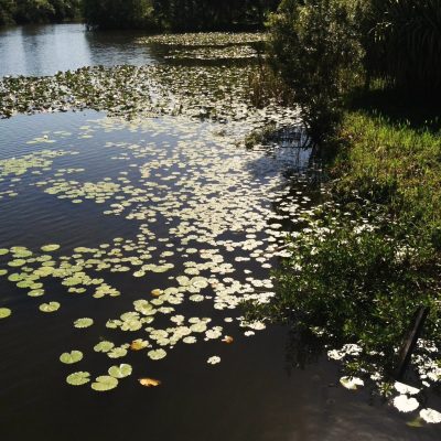 Criadero De Cocodrilos, Guama'- Cuba в июле — фото погоды (2025-07-29)