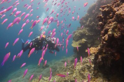 Ocean Holic Divers в июле — фото погоды (2025-07-21)