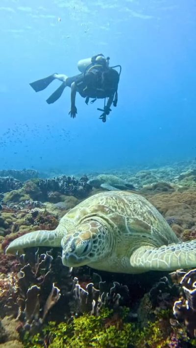 Turtle Point в сентябре — фото погоды (2025-09-14)