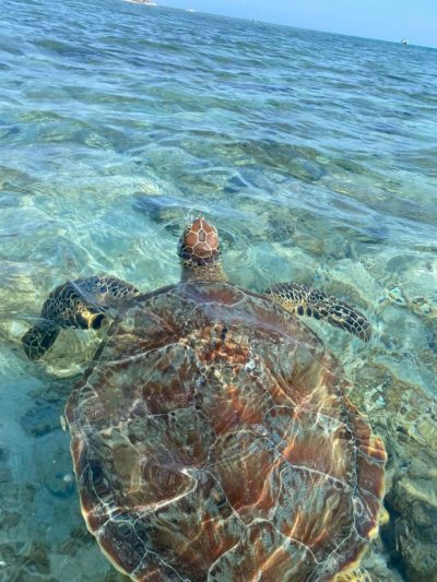 Turtle Point в ноябре — фото погоды (2025-11-28)