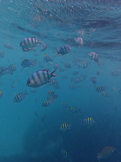 Mnemba Island, Zanzibar, Tanzania в январе — фото погоды (2026-01-24)