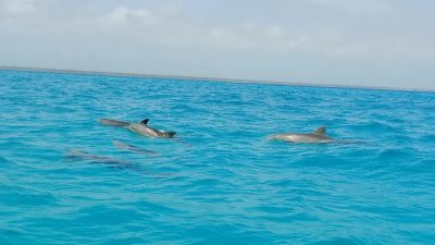 Mnemba Island, Zanzibar, Tanzania в январе — фото погоды (2026-01-26)