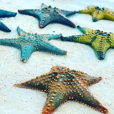 Mnemba Island, Zanzibar, Tanzania в мае — фото погоды (2026-05-09)