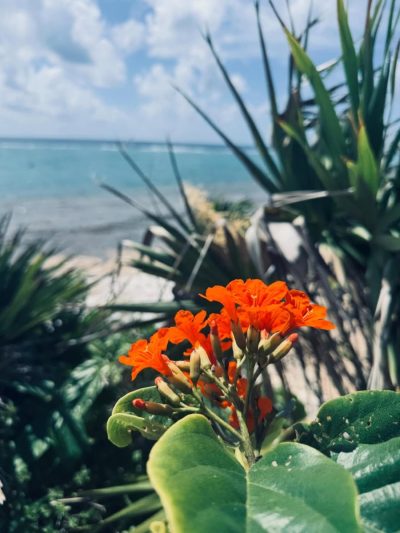 Tulum México Ruinas Mayas в апреле — фото погоды (2026-04-14)