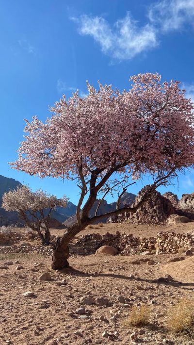 South Sinai, Egypt в феврале — фото погоды (2026-02-26)