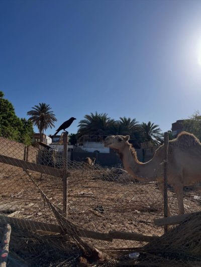 South Sinai, Egypt в мае — фото погоды (2026-05-14)