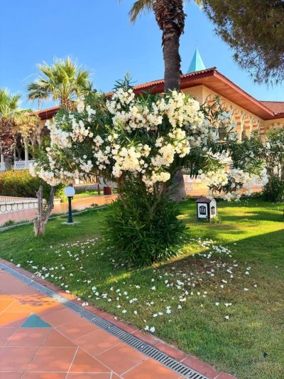 Ali Bey Club Manavgat в июле — фото погоды (2026-07-06)