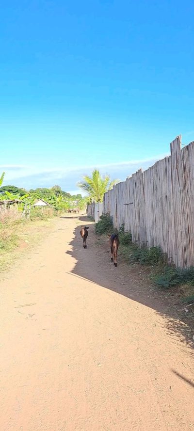 Viaggi Bellissimi Madagascar-Zanzibar в июне — фото погоды (2023-06-28)
