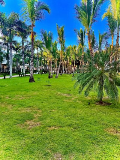 Riu Hotesl & Resorts, Punta Cana, Dominican Republic — фото погоды в январе (2026-01-01)